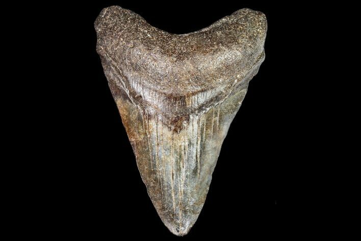 Juvenile Megalodon Tooth - Georgia #111640
